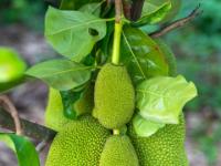 Verschieden große Jack Früchte auf Obstinsel im Mekongdelta - My Tho - Vietnam